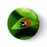 Ladybug buttons