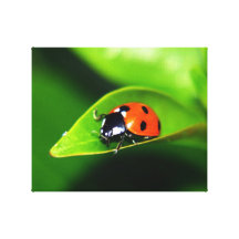 Ladybug Gallery Wrap Canvas