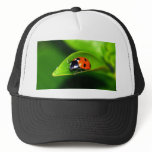 Ladybug hats