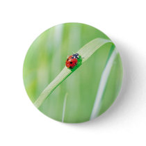 Ladybug in the Grass Pin