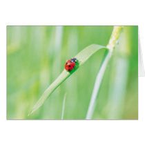 Ladybug in the Grass Cards