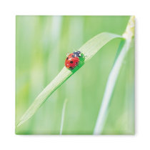 Ladybug in the Grass Magnet