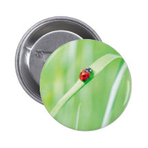 Ladybug in the Grass Pin