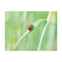 Ladybug in the Grass Postcard