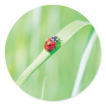 Ladybug in the Grass Stickers