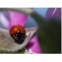 Ladybug Insect photo sculptures