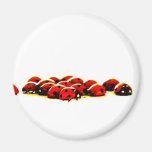 ladybug invasion refrigerator magnet