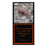 Ladybug Kisses photo cards