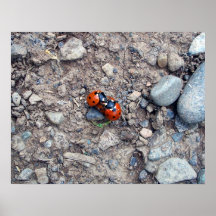 Ladybug Kisses Print