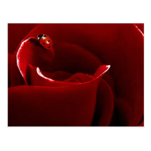 Ladybug Love Postcard