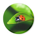 Ladybug magnets
