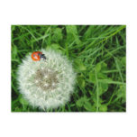 Ladybug on Dandelion Post Cards