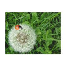 Ladybug on Dandelion Post Cards