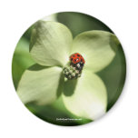 Ladybug On Dogwood Flower Photography Magnet
