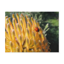 Ladybug on Pincusion Protea Postcard