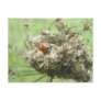 Ladybug on Queen Anne's Lace Postcard