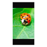 ladybug photo cards