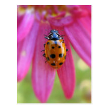 Ladybug Postcard