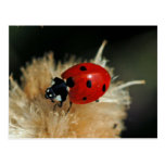 Ladybug postcard