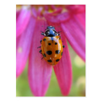 Ladybug Postcard postcards