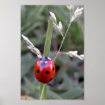 Ladybug Poster posters