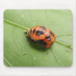 Ladybug Pupa ~ mousepad