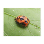 Ladybug Pupa ~ postcard