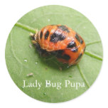 Ladybug Pupa ~ sticker