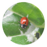 Ladybug Sticker