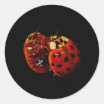Ladybugs Face To Face Stickers