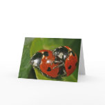 Ladybugs in Love cards
