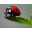 Ladybugs Insects photo sculptures