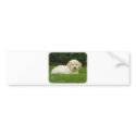 Lagotto Romagnollo 8T19D-24 bumper stickers