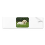 Lagotto Romagnollo 8T19D-24 bumper stickers