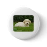 Lagotto Romagnollo 8T19D-24 Pin
