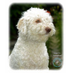 Lagotto Romagnollo 9M048D-18 t-shirts