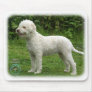 Lagotto Romagnolo 9M047D-14 Mouse Pad