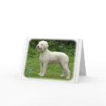 Lagotto Romagnolo 9M048D-03 Greeting Cards