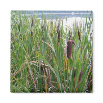 Lake/Cattails Magnet