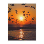 Lake Erie Sunset Post Card