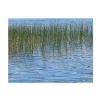 Lake Grasses Postcard