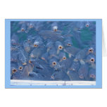 Lake Mead fishing cards