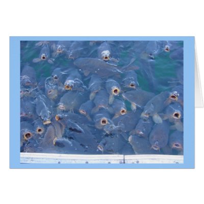 Lake Mead fishing Cards by sumiko