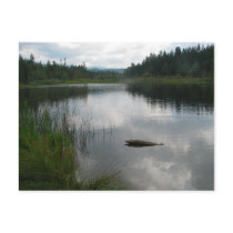 Lake Padden Stillness Postcard
