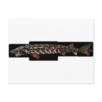 Lake Sturgeon - Acipenser fulvescens Postcard
