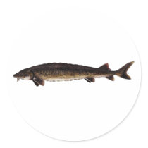Lake Sturgeon - Acipenser fulvescens Stickers
