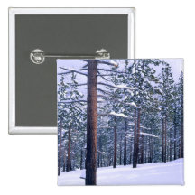 LAKE TAHOE STATE PARK, NEVADA. USA. Fresh snow Pinback Buttons