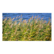 lake vegetation business card templates