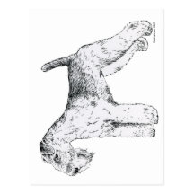 Lakeland Terrier Post Card