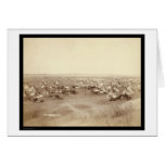 Lakota Indian Camp Pine Ridge SD 1891 cards